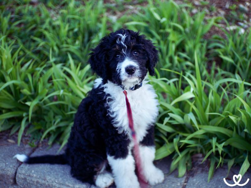 Psi-plemeno-bernedoodle (6)
